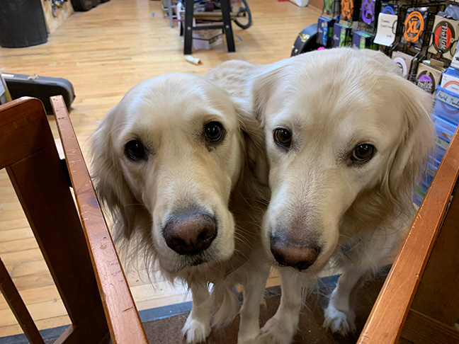 Jose & JJ shop dogs Chicago Fret Works Jose & JJ shop dogs Chicago Fret Works